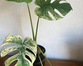 Monstera White Monster / Monstera Mint (US Seller)