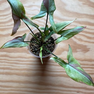 EU Seller - Syngonium &#39;Orm Nagpum Variegated