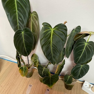EU Seller - Philodendron melanochrysum
