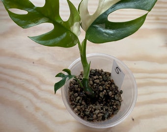 EU Seller - Rhaphidophora tetrasperma variegated