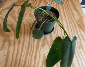 Sprzedawca z UE - Philodendron Spiritus Sancti