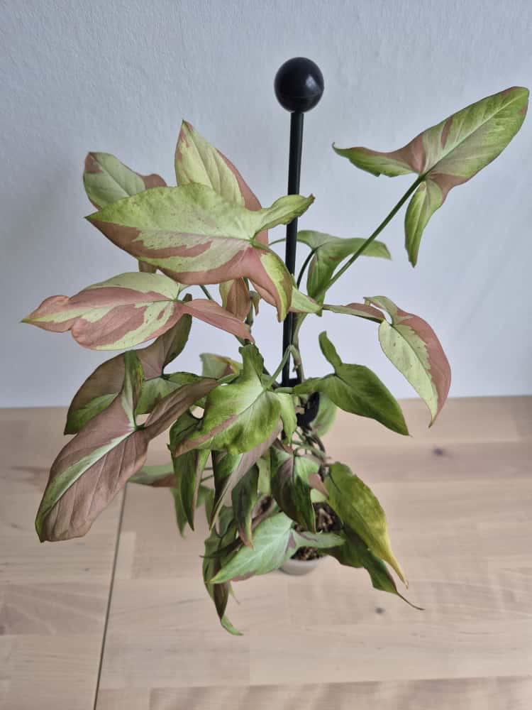 gelbe bltter philodendron Philodendron 'Golden Melinonii' (babyplant)  Secret Garden Plant Shop