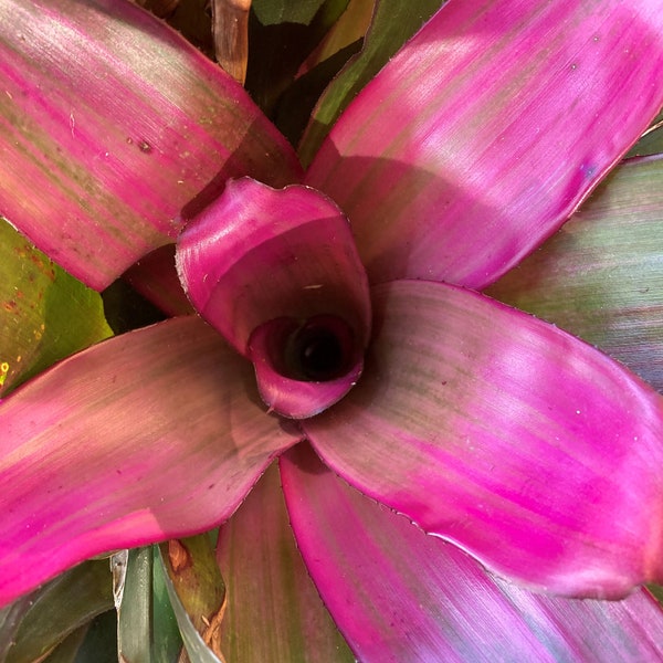 Bromeliad bulb - Purple