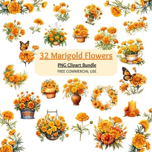 Marigold Clipart Bundle, Marigold PNG, Marigold Flower png, Wedding digital graphics, Marigold Flower clipart, Digital Download