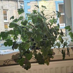 May include: A green leafy plant with fuzzy leaves growing in a pot by a window. The plant is in a windowsill with a white wall behind it.