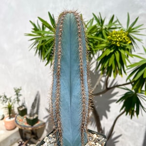 Cereus repandus - Etsy 日本
