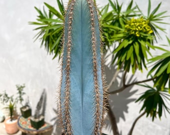Browningia hertlingiana Live Cactus Growing in 4 Inch - Phoenix Rising