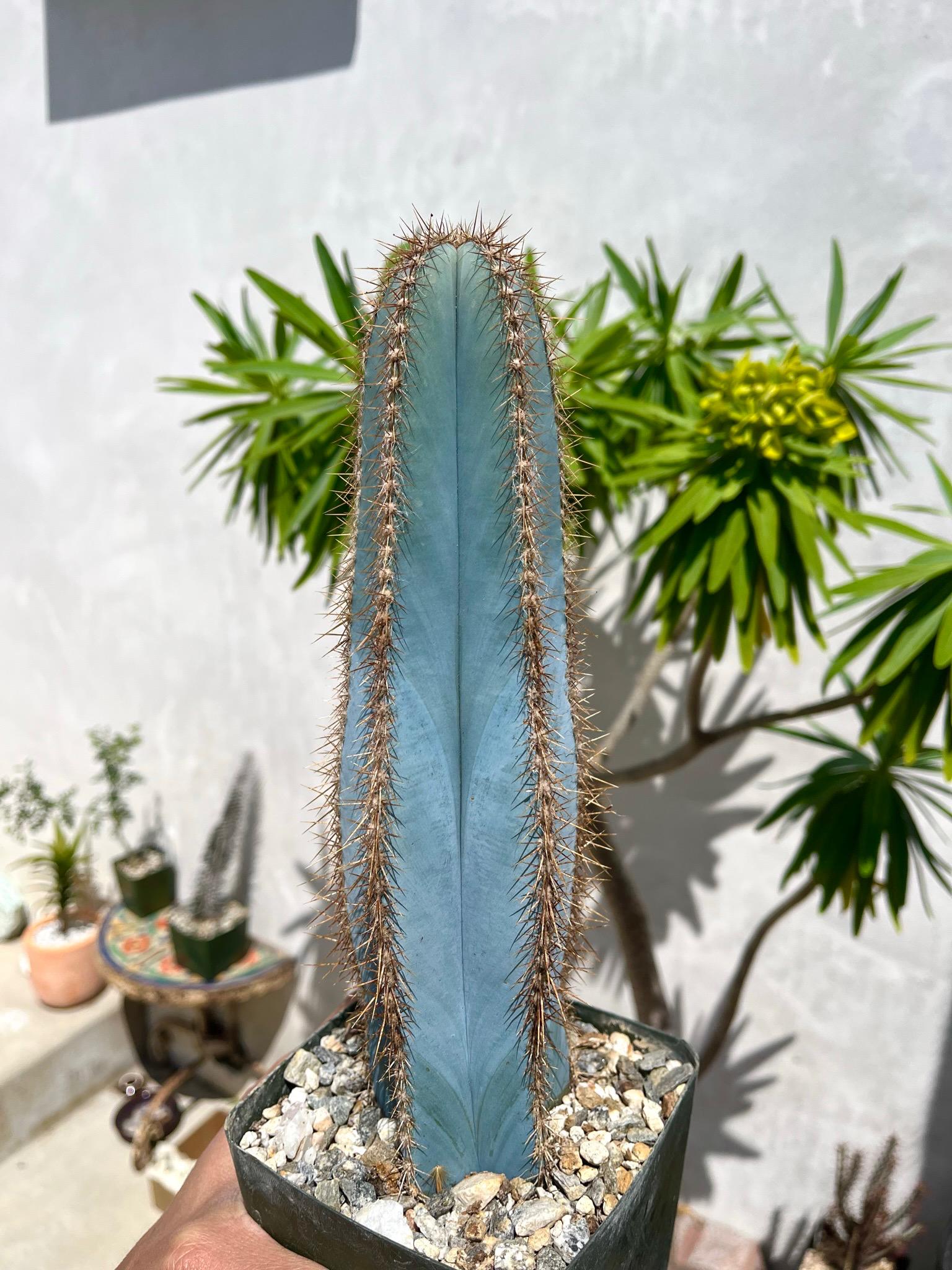 Cereus repandus - Etsy 日本