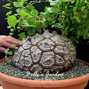 Könnte beinhalten: Eine einzigartige Pflanze mit einer großen, strukturierten, knollenförmigen Basis, die ein geometrisches Muster aus Braun und Grau aufweist. Grünes Laub sprießt von oben. Die Pflanze steht in einem Terrakotta-Topf mit kleinen Kieselsteinen. Der Text "Belle's Garden" ist sichtbar.