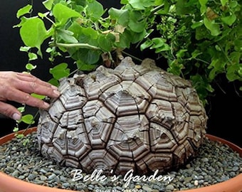 Testudinaria Dioscorea elephantipes 10 zaden