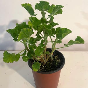 May include: A potted green plant with lush, vibrant leaves. The plant is in a brown plastic pot with a black rim.