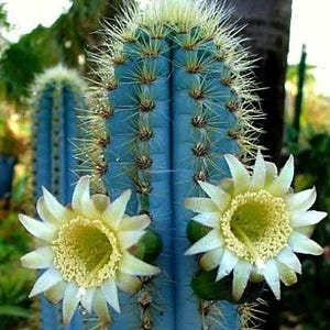 May include: A close-up shot of a blue cactus with white and yellow flowers. The cactus has sharp spines and is in focus, with a blurred background of green foliage. The flowers have a star-like shape with a yellow centre.
