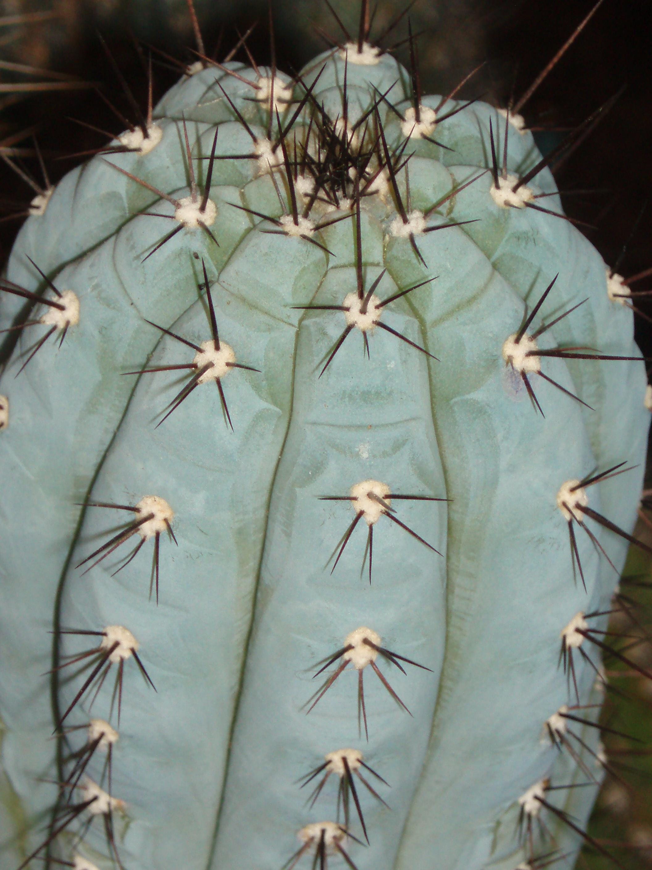 Trichocereus seeds - Etsy 日本