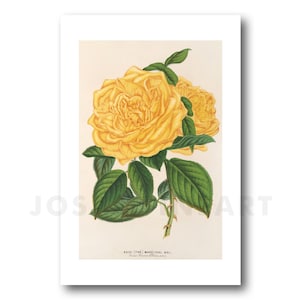May include: A vintage botanical illustration of a yellow rose with green leaves. The image is titled "Rose 'The Marshal Neil.'"