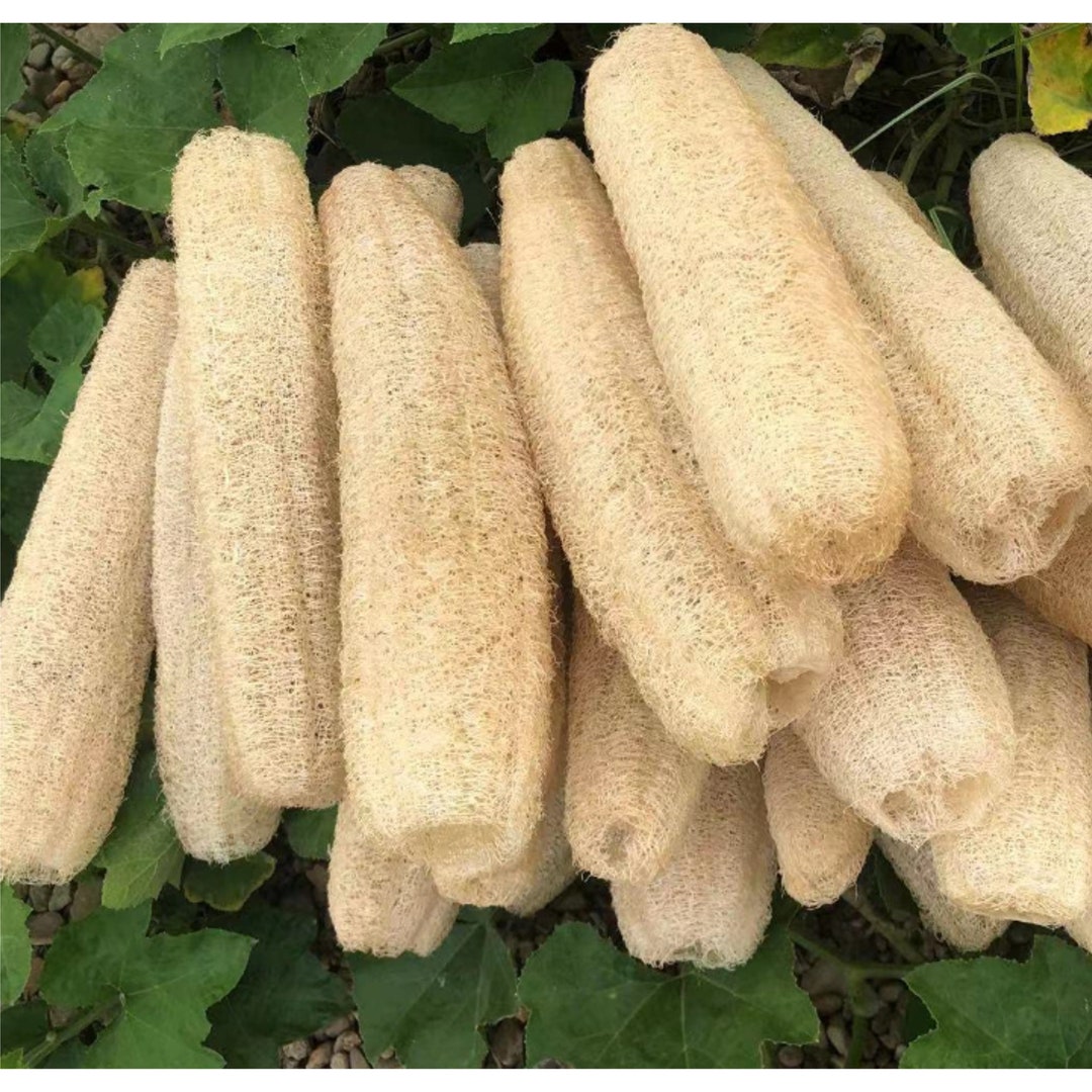 Set of 4 Natural Loofah | FAST SHIPPING | Organically Grown | Bath Sponge | Natural Cleaning | Unbleached Loofah |