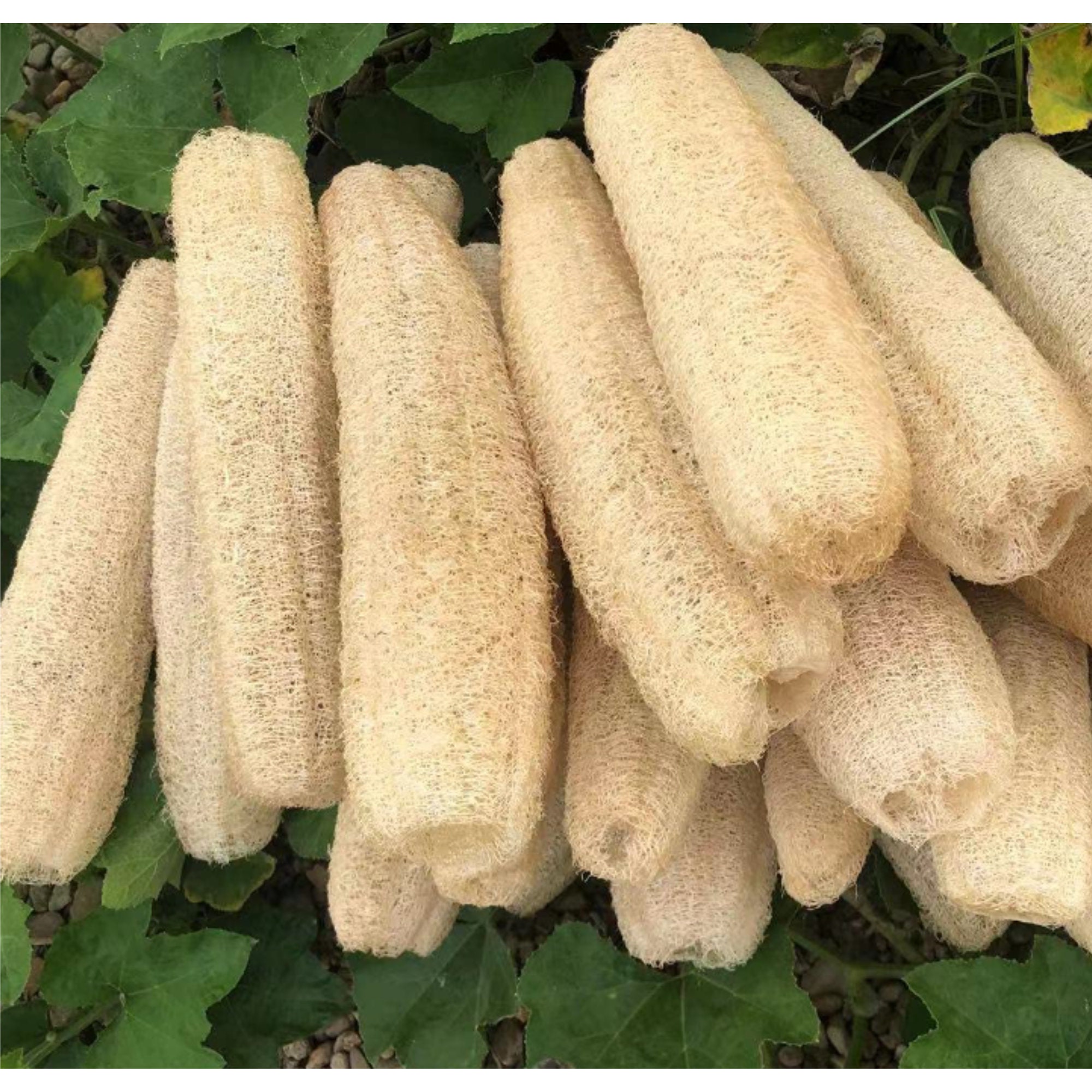 Set of 4 Natural Loofah FAST SHIPPING Organically Grown Bath Sponge Natural Cleaning Unbleached Loofah