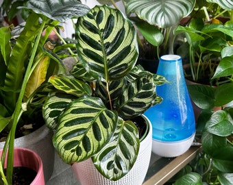 Calathea Maykoana (Peacock Plant) 6 inch