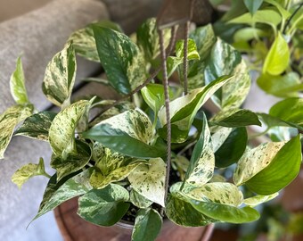 Marble Queen Pothos Hanging Basket (8 inch)