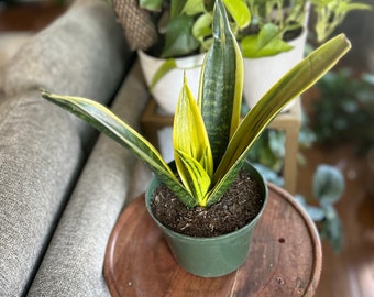 Snake Plant (6 inch)