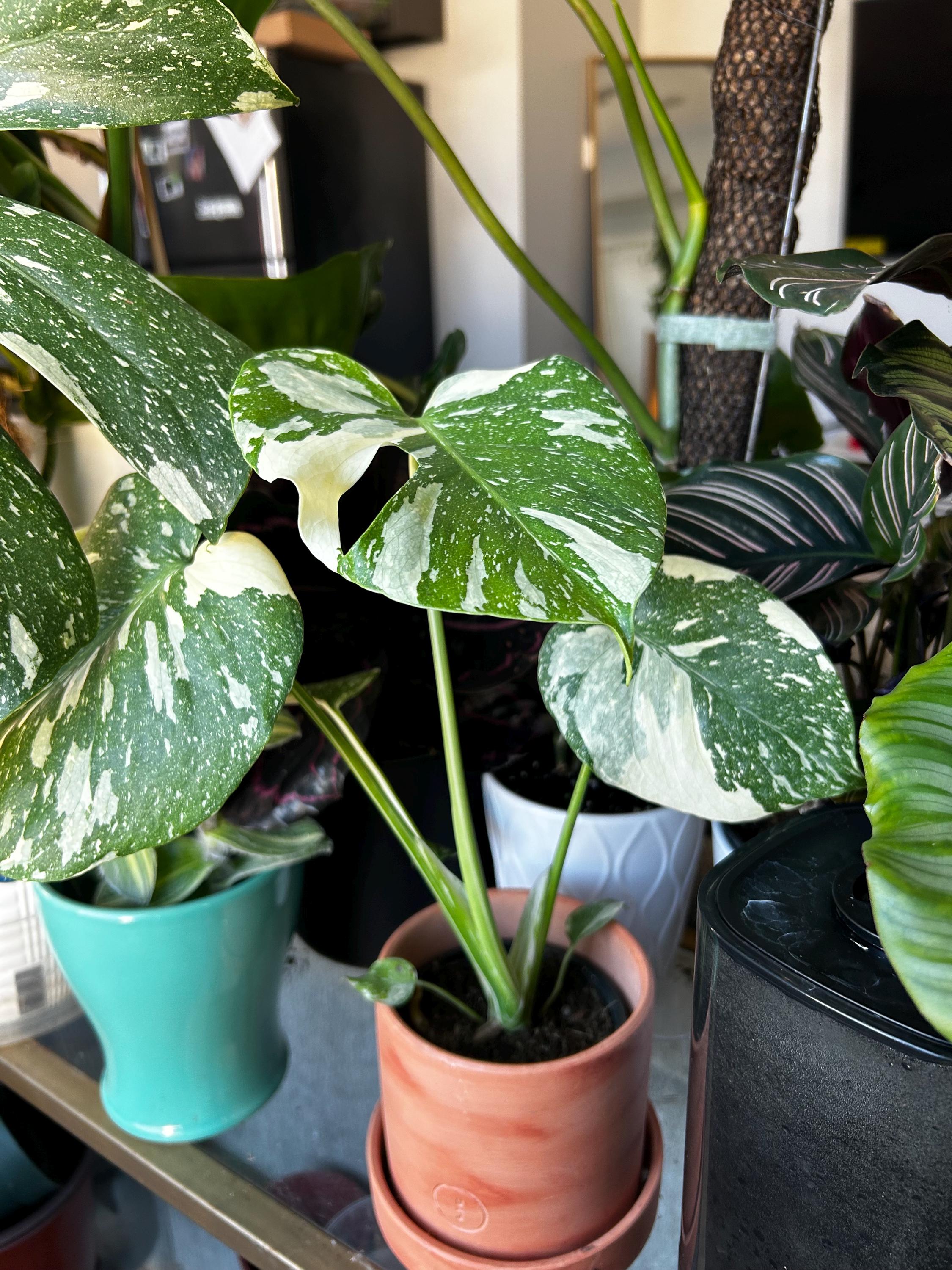 philodendron strawberry shake variegata Philodendron erubescens 'Strawberry Shake'