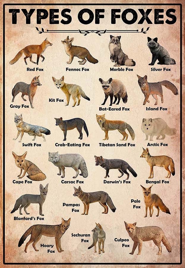 Types of Foxes Vintage Poster, Foxes Poster, Foxes Vintage Poster