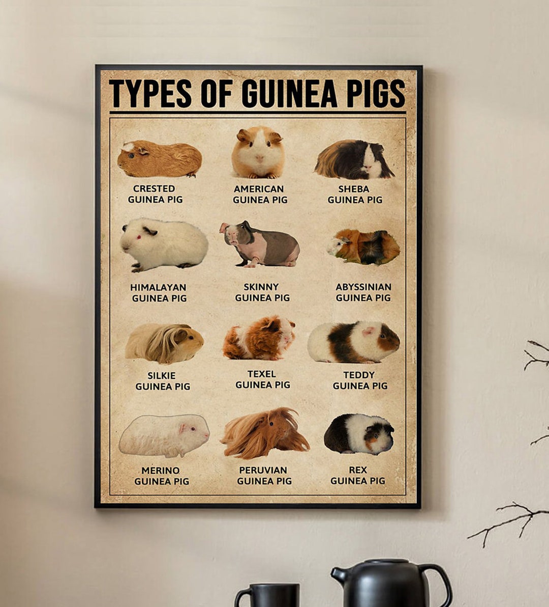 Types of Guinea Pigs Poster, Guinea Pigs Poster, Vintage Poster, Wall