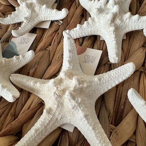 Natural White Knobby Starfish Hair Clip – Nautical Beach Wedding Hair Accessory – Coastal Boho Starfish Clip – Mermaid Hair Clip