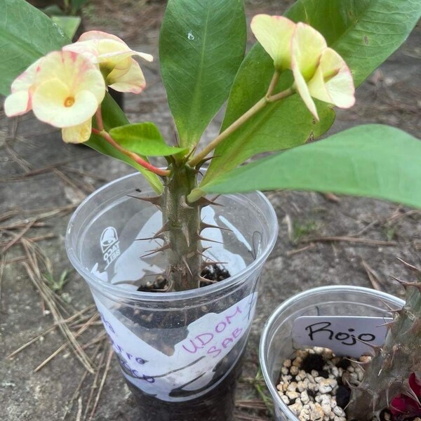 Euphorbia Milii “Udom Sab”