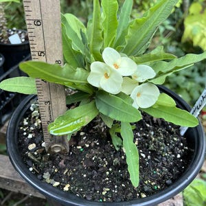 Euphorbia Milii “Cristal Blanco”