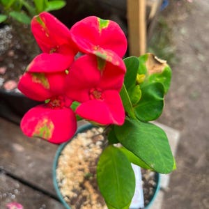 May include: A potted plant with vibrant red flowers and green leaves. The flowers have a unique pattern of green and yellow markings on the petals. The plant is in a green pot with a light brown soil.