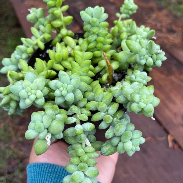 Sedum burrito cola de burro