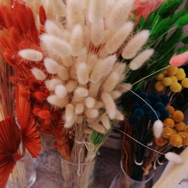 HASENSCHWANZ | Verschiedene Farben (Weiß, Rosa, Natur oder Schwarz) | Getrocknete Blumen | Boho Hochzeitsdekoration