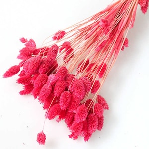 110 stems of Pink Dried Phalaris |ink Canary Dried Grass Bunch Pink Dried Flowers Bouquet Dried Phalaris Grass Dried Wedding Flowers