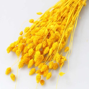 Dried Phalaris grass in yellow, 110 stems, dried flower decoration, flower arrangement