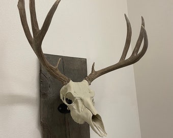 Mule Deer European Mount| Rustic Cabin Lodge Decor | Natural Bone Accent | Western
