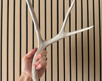 Cobertizo rústico de astas de ciervo naturales: un elemento decorativo único para el hogar con estilo rústico, ideal para cabañas, refugios o casas de campo.