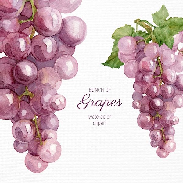 Watercolor grape clipart Red wine grapes png for digital scrapbook, sublimation designs, autumn wedding invitation, menu templates, journals