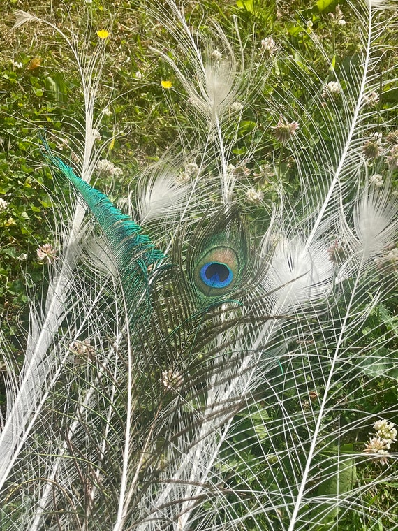 Peacock feathers for sale discount