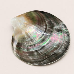May include: A single iridescent seashell featuring a smooth, curved surface with a dark, charcoal-colored exterior. The shell displays a natural mother-of-pearl luster with shimmering highlights of green, pink, and silver radiating from the hinge.