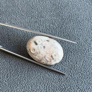 May include: A close-up of a light brown and white oval-shaped stone with a swirling pattern. The stone is being held by a pair of tweezers.