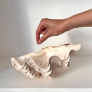 May include: A large, natural giant clam shell with a scalloped, wavy edge and a smooth, off-white interior. The exterior of the shell features a textured, ridged surface with earthy brown and tan coloration along the outer rim and edges.