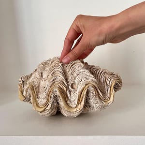 Könnte beinhalten: Eine große, strukturierte Muschelschale in Creme- und Beigetönen. Die Schale hat ein wellenförmiges, geschichtetes Design mit einem goldgelben Rand. Das Bild zeigt die Schale auf einer weißen Oberfläche.