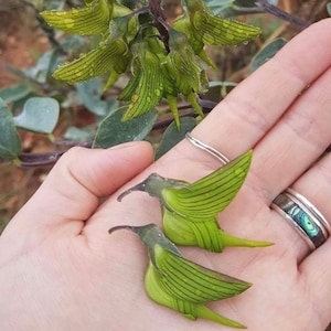 Green Birdflower seeds, best gift for him her mom dad teacher home decor birthday flowering house plants DIY gardening perennial frost hardy