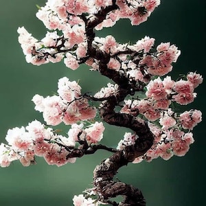 Pink Cherry Blossom Bonsai Tree seeds, best gift for him her mom dad teacher, birthday DIY house plant frost hardy perennial