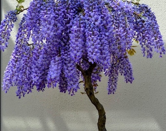 Purple Blue Rain Wisteria Bonsai Tree Seeds, Flowering Plants Gardening  Perennial, Easy to Grow - Etsy
