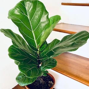 May include: A potted fiddle leaf fig plant with large, green leaves. The plant is in a brown pot and is sitting on a set of wooden stairs.