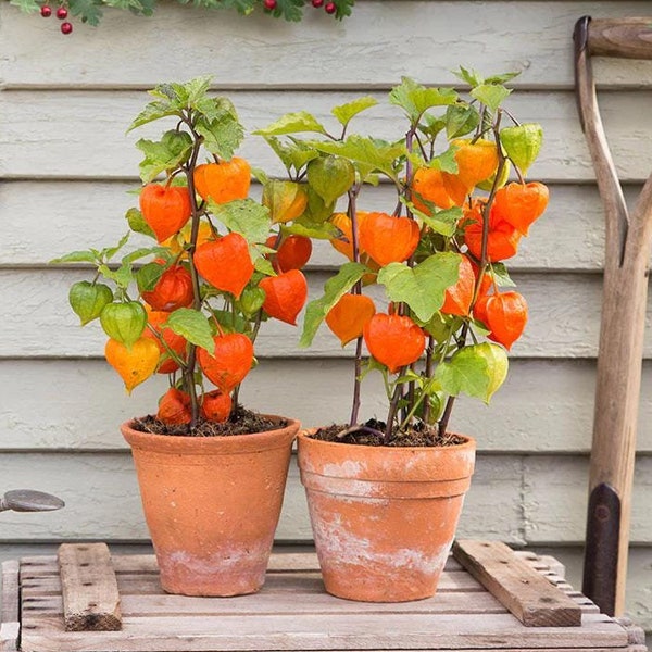 Semillas de la planta de linterna naranja china: planta perenne con flores para interior y jardín, ramos secos de siempreviva.