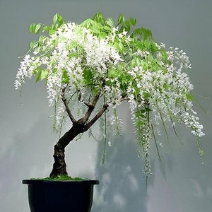 Könnte beinhalten: Ein weiß blühender Glyzinien-Bonsai in einem schwarzen Topf auf einem Holzständer. Der Baum hat einen dicken Stamm und viele Äste mit herabhängenden weißen Blüten.