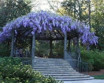 Semillas de Blue Rain Wisteria, Crecimiento rápido, Colores increíbles, Idea de regalo, Divertida y fácil de cultivar, envío rápido, Orgánico, Un regalo encantador