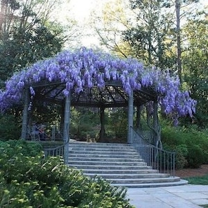 Può includere: Un gazebo in metallo bianco ricoperto da una tettoia di fiori di glicine viola. Il gazebo ha una scalinata in pietra che conduce ad esso.